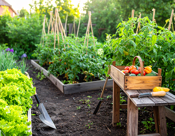 Vegetable garden with greens and tomatoes at Fox Jaffna Sri Lanka