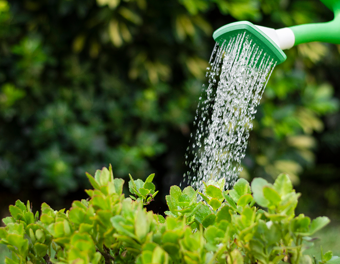 Green watering can used for plants at Fox Jaffna Sri Lanka