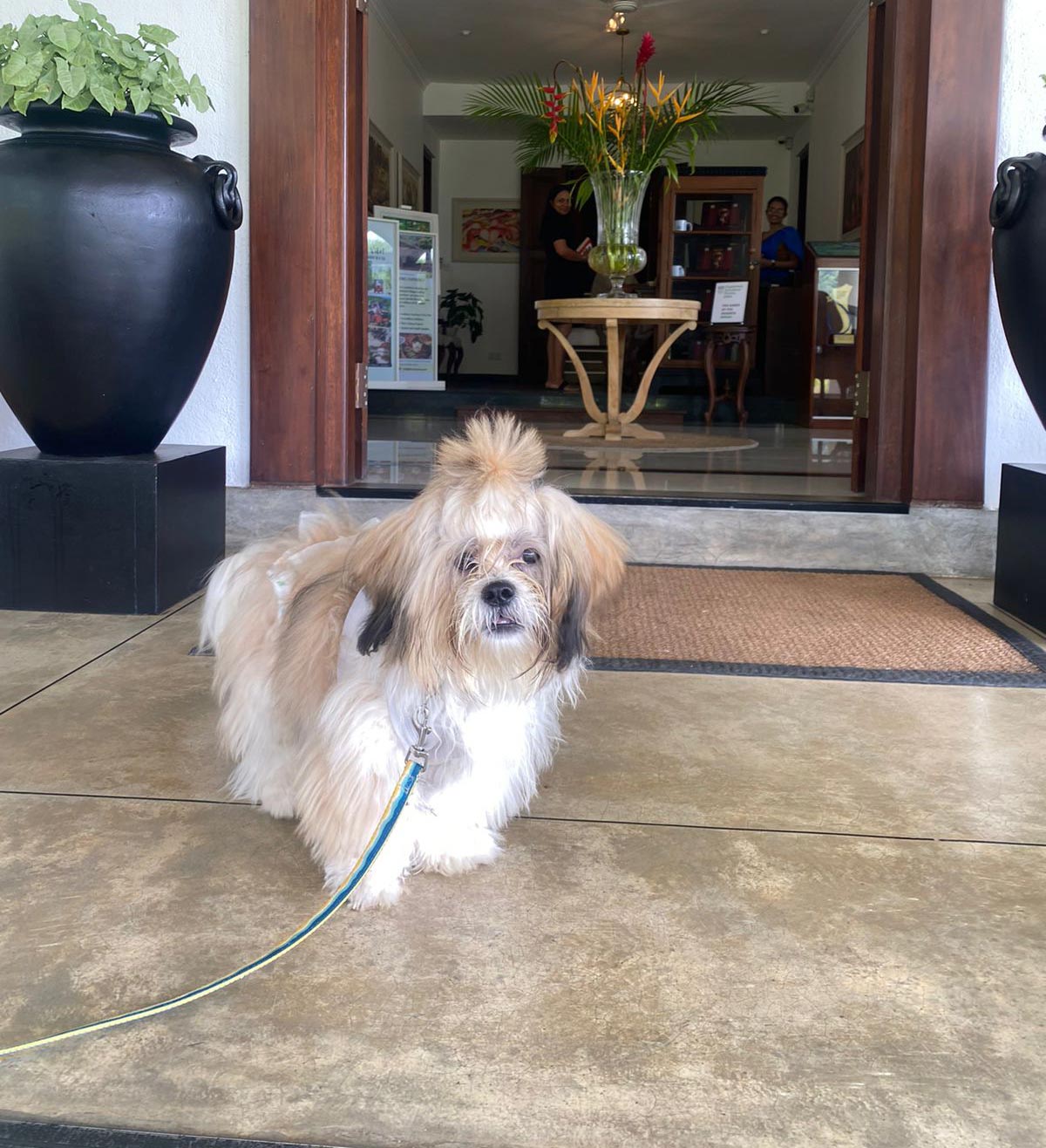 Discover Pet-Friendly Stays at Fox Kandy & Fox Jaffna